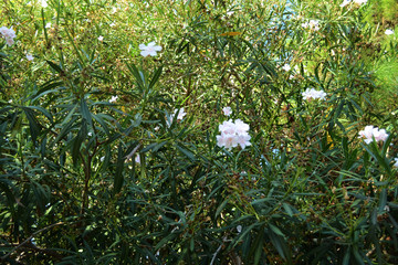 Close up of a beautiful blooming pink Oleander.