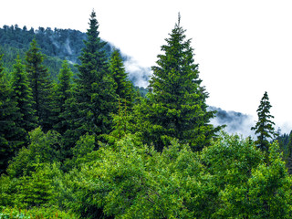 Fototapeta premium Landscape of a green forest trees with the clouds coming on top