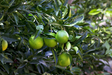 Orange tree with green unripened fruit