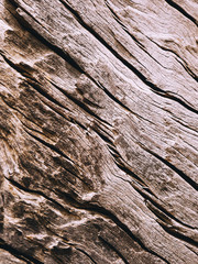 Closeup of a bark of olive trees an abstract effect of texture