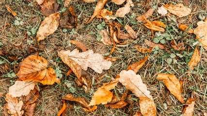 Backgrounds and textures. Background from yellow dry autumn leaves. Autumn time.