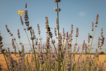 butterfly Iphiclides podalirius flying in a lavender foot in summer