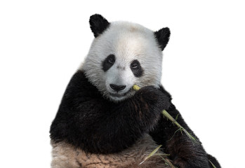 Young two-year old giant panda (Ailuropoda melanoleuca) cub eating bamboo stalk against white...