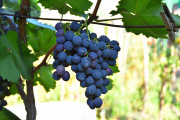 Fototapeta premium Bunche of red grape with green leaves on summer vine . The winegrowers grapes on a vine. Red wine. Season of grapes. Close-up of a branch of a mature grapes