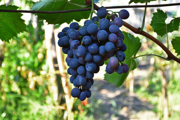 Bunche of red grape with green leaves on summer vine . The winegrowers grapes on a vine. Red wine. Season of grapes. Close-up of a branch of a mature grapes