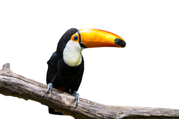Naklejka premium Toco toucan / giant toucan (Ramphastos toco) perched in tree against white background