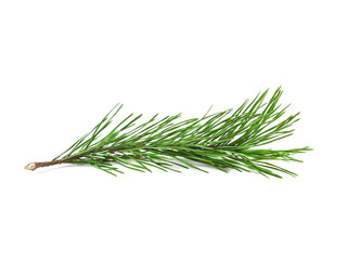  Pine branch isolated on white background