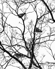 Monochrome shot tree birds in tree