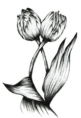 Tulips. Graphic outline illustration of flowers. For design.