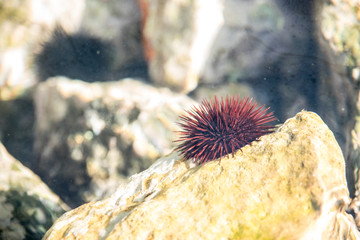 sea ​​urchin on a rock in the harbor