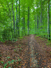 Der Weg f&uuml;hrt durch einen Mischwald