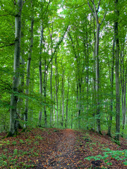 Spazierweg durch einen Mischwald im Sommer