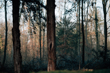 Düsterer, etwas ungesund aussehende Bäume in einem Wald