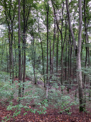 Obraz premium Herbstliche Kulisse in einem Mischwald