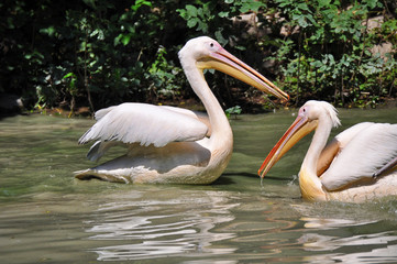 A pair of pelicans floating on the river.