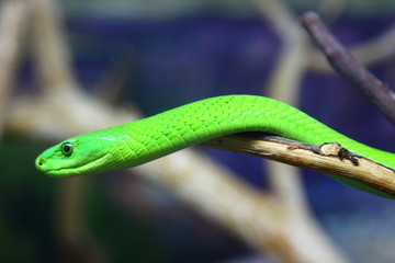 green snake
