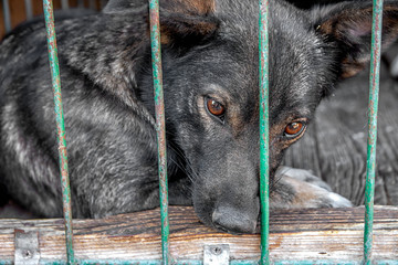 closeup sad dog puppy locked in the cage homeless dog concept