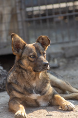 closeup portrait sad homeless abandoned brown dog in shelter