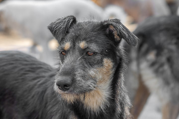 closeup portrait sad homeless abandoned black and white dog in shelter