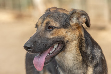 closeup portrait sad homeless abandoned brown dog in shelter
