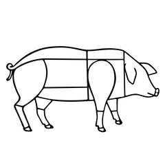 Pig meat scheme, vector illustration
