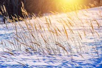 Frosty grass at winter and spring sunset in Russia. Beautiful background.