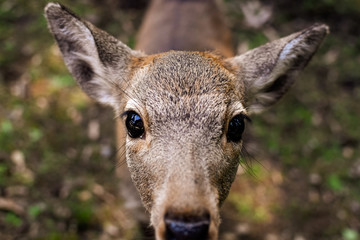 Baby sika deer (Cervus nippon) looking at the camera with curiosity in Nara, Japan.
