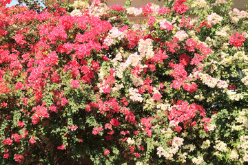 Obraz premium Blooming Bougainvillea flowers is beautiful. Bougainvillea flowers (Pink and White) for background.