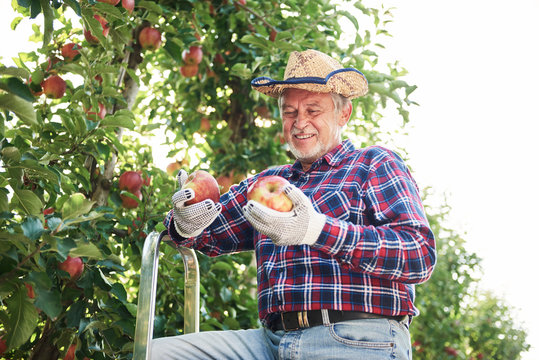 Fruit grower harvesting apples in orchard