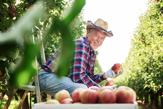 Fruit grower sitting in ladder, holding apple in his orchard