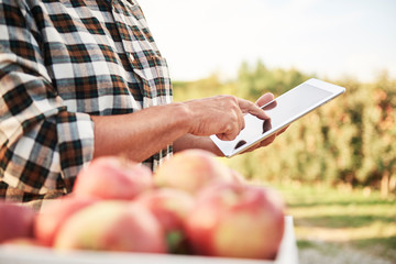 Fruit grower using digital tablet in his apple orchard