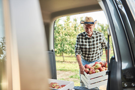 Fruit Grower Loading Car With Apple Crates