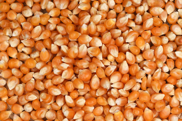 Yellow corn seeds top view