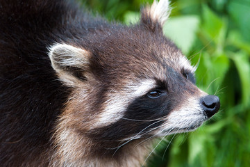 Closeup of Raccoon (Procyon lotor) on grass