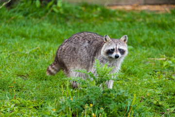 Closeup of Raccoon (Procyon lotor) on grass