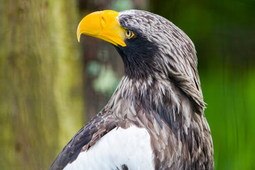 White tailed eagle (Haliaeetus albicilla). Seating and watching