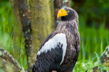 White tailed eagle (Haliaeetus albicilla). Seating and watching