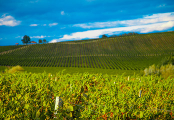 Nature background with vineyard in autumn harvest. Landscape of vineyards in Tuscany. Chianti region in the summer season. Italy.