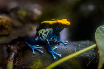 Dyeing dart frog, poisonous tropical frog.