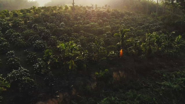 Robusta coffee plantations during the coffee flowers blooming early morning aerial view on drones in the country. Thailand.