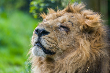 Close-up of a lion (Panthera leo), Mashatu