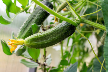 Young plant cucumber with yellow flowers ripen in the greenhouse. Juicy fresh cucumber close-up on a background of leaves. Concept of organic home eco food