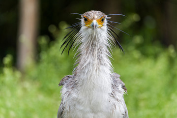 Portrait of nice grey bird of prey Secretary Bird