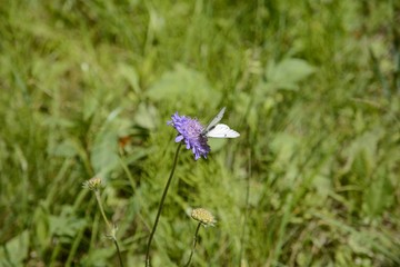 Fototapeta premium A white butterfly sits on a blue meadow flower. Butterfly Cabbage.