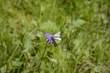 A white butterfly sits on a blue meadow flower. Butterfly Cabbage.
