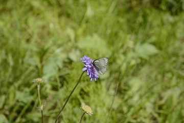 A white butterfly sits on a blue meadow flower. Butterfly Cabbage.