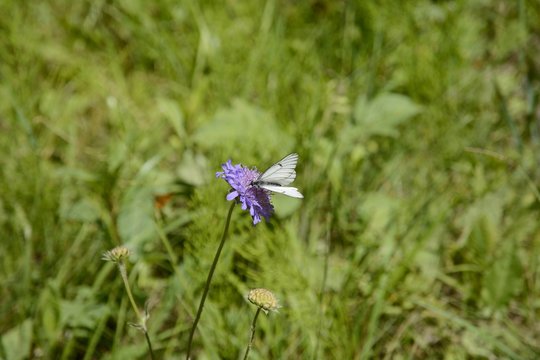 A white butterfly sits on a blue meadow flower. Butterfly Cabbage.