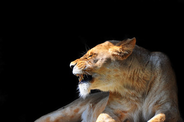 Lioness shows her fangs. Close-up.