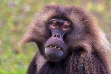 Male Gelada baboon, old world monkey
