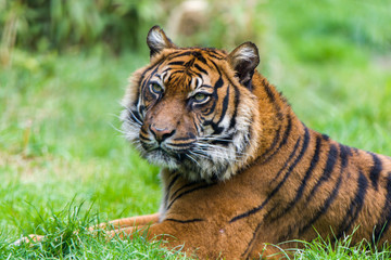 Fierce looking male Siberian or Amur tiger (Panthera tigris altaica)